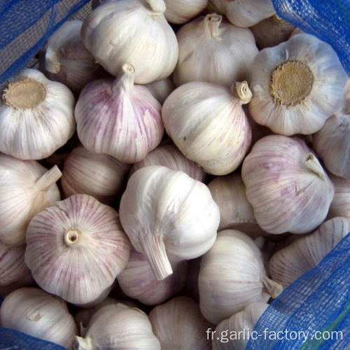 Ail frais rouge / normal blanc de haute qualité